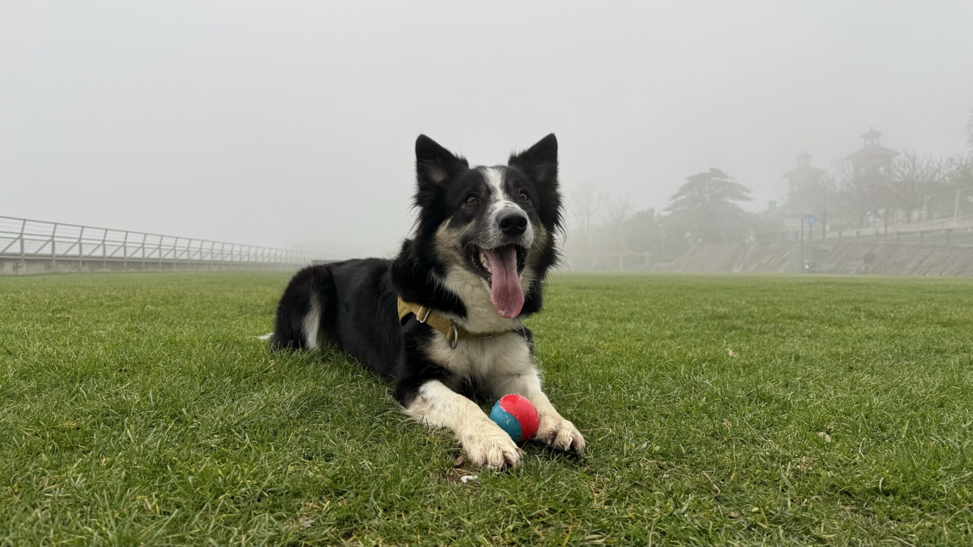 Border Collie